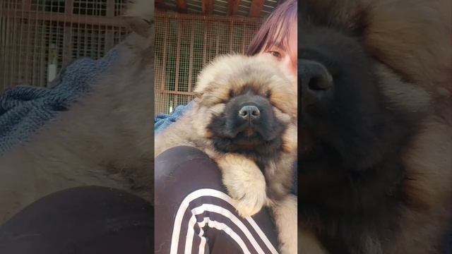 щенок Кавказской Овчарки смотреть онлайн