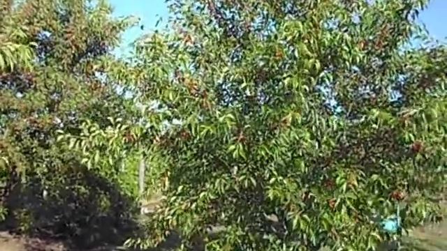 МЕЛИТОПОЛЬСКАЯ ВИШНЯ.УРОЖАЙ 2018 года МЕЛИТОПОЛЬСКОЙ ЧЕРЕШНИ