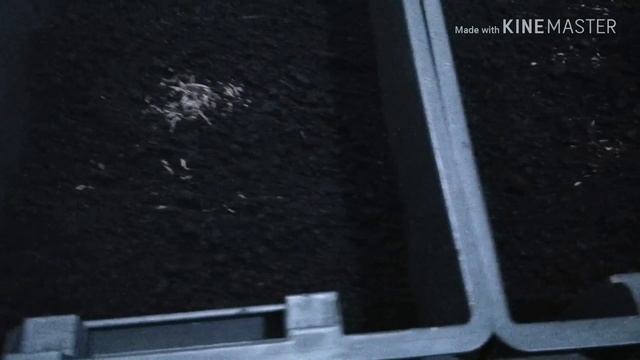 Использование кормовой добавки для ускоренного роста червя дендробена. Эксперимент ч.1