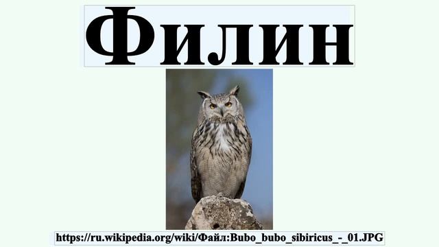 Филин