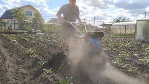 окучиваем картошку мотоблоком