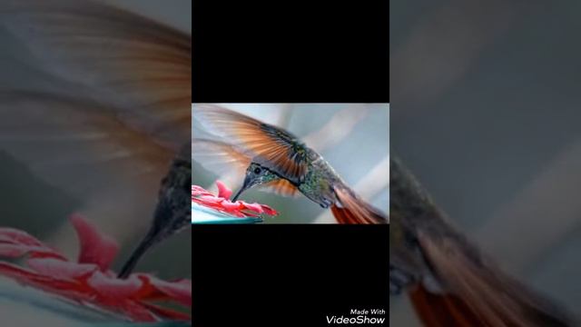 Самые красивые и редкие птицы на свете которых не льзя увидеть в своем городе и в селе!!😆😊 смотреть онлайн