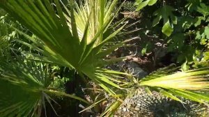 ВАШИНГТОНИЯ НИТЧАТАЯ (Washingtonia filifera) в открытом грунте ...