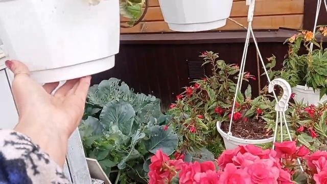 #БЕГОНИИ#ОШИБКИ В ВЫРАЩИВАНИИ#ЗИМОВКА#