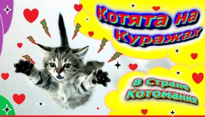 Кошачьи Куражи Всплеск Позитива с Лапками из страны КОТОМАНИИ