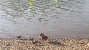 Дикие утки! // г. Ессентуки городской пляж !