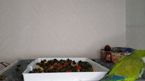 КАК ВЫБРАТЬ ЗДОРОВОГО ПОПУГАЯ МОНАХА КВАКЕРА? ЧТО НЕОБХОДИМО ЗНАТЬ ДО ПОКУПКИ ПТИЦЫ.