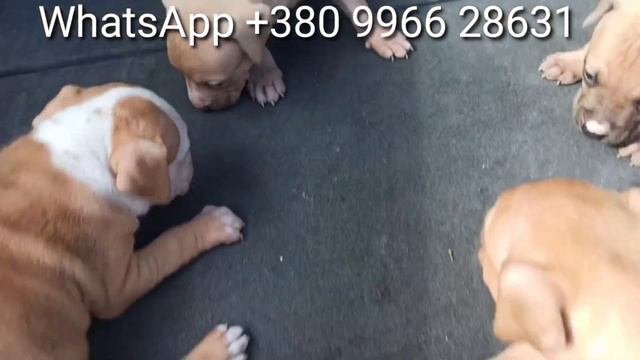 Наши малыши 🐾 Американский питбультерьер 🐾 Продаются щенки питбуля 🐾
