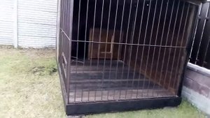 Вольер для собаки 2*4м с утепленной будкой 90*120 | Поворотная кормушка
