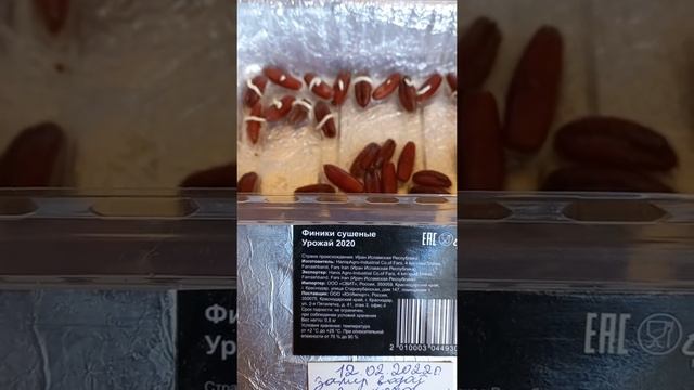 финики от всходов до посадки 04.03.2022г.(1) смотреть онлайн