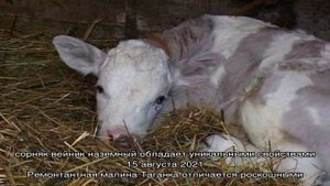 Диспепсия новорождённых телят