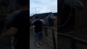 Случка лошадей