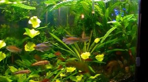 #Aquarium. Рыбка - Конго. Phenocogrammus interruptus.