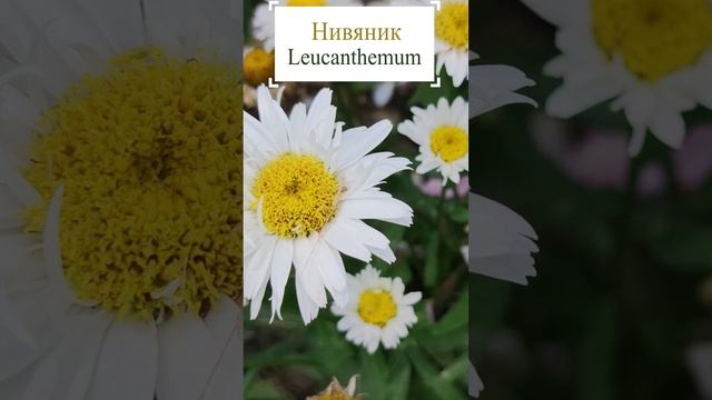 Нивяник (Leucanthemum).?
