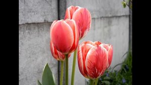 Ja Cie Kocham ,i Love You ,я Тебе Кохаю,я Тебя Люблю