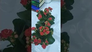 TUSHDA YASHİL RANG KO'RSA NİMA BO'LADİ❓ Тушда яшил ранг курса нима булади❓