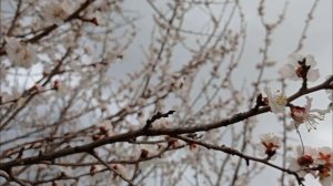 Sadulla Badalov Nima qilay jonli ijro mp3 Садулла Бадалов Нима Қилай Жонли ижро туйда  mp3