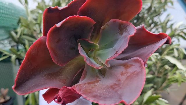 Echeveria Papys Rose смотреть онлайн
