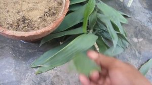 Easiest Way To Grow Dracaena Reflexa / Song Of Jamaica From Cutting + Cutting Updates | Urdu/Hindi