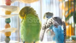 цветные попугаи
