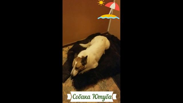 На улице зима. У собаки нет желания идти гулять. Dog смотреть онлайн