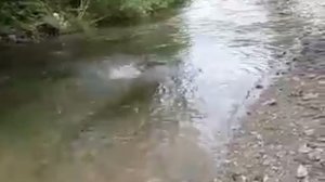 Ловля горбуши, Сахалин.mp4