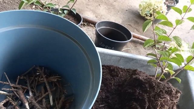 Посадка гортензии в контейнер. Маркеры гортензии "Лидия Самарская".