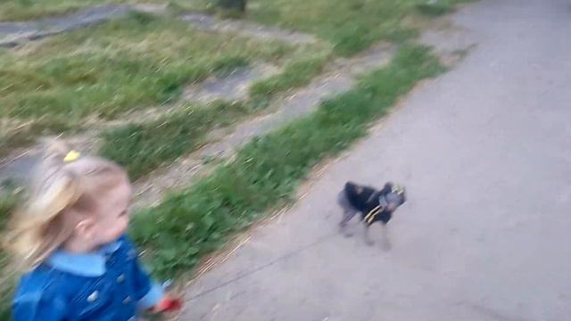 Русский той-терьер и дети,гуляем смотреть онлайн