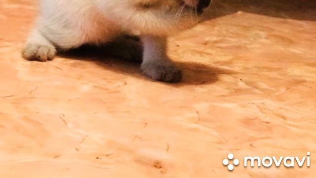 Тайские-старосиамские котята в 36 дней смотреть онлайн