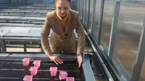 Полив в Тепличном Комплексе через капиллярные маты
