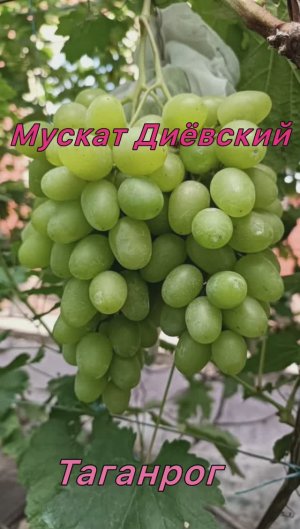 Виноград Мускат Диёвский