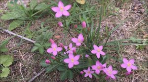 Echt duizendguldenkruid (Centaurium erythraea) - 2017-07-28