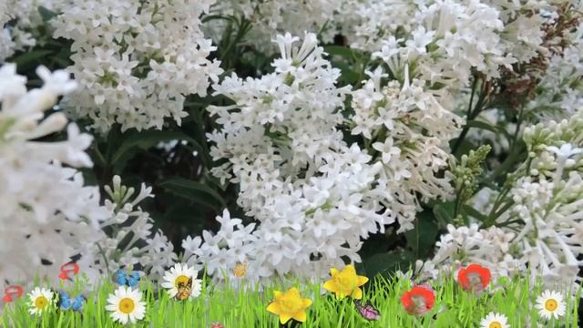 Сирень престона Агнес Смит ? Обзор: посадка и уход. крупномеры сирени: описание и особенности смотреть онлайн