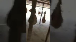Сушеные курдюки Продажа