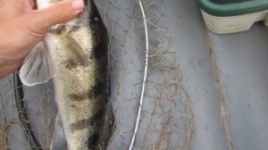 Рыбалка в черте города Чебоксары. Рыбалка на джиг!