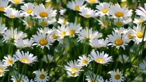 Наташка - ромашка