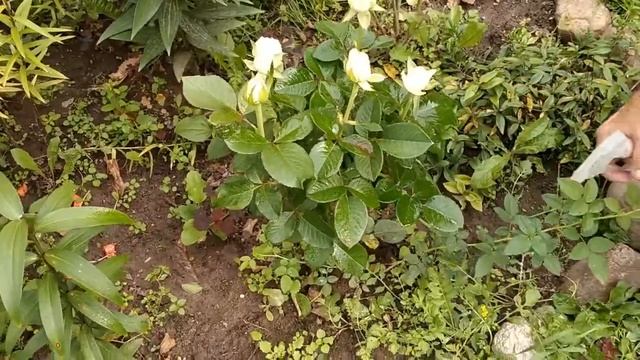 Трипсы на розах, что это за вредители, как лечить