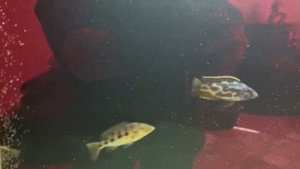 Шикарный аквариум на 1000 литров с красивейшими Малави.Красота Евгения.