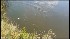 Рыбалка летняя / Белый амур / Особенности рыбалки на озере / Таджикистан / Рыбалка в Средней Азии