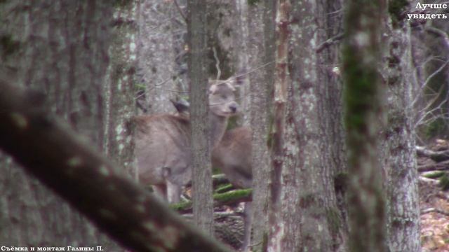Олени в лесу разгулялись после гона || Red deer in the forest
