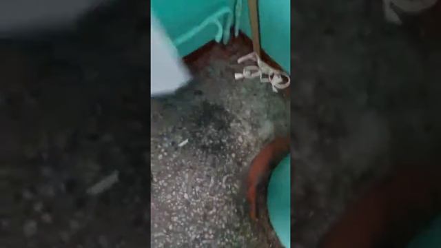 Нашли загадочную тетрадь😰 смотреть онлайн