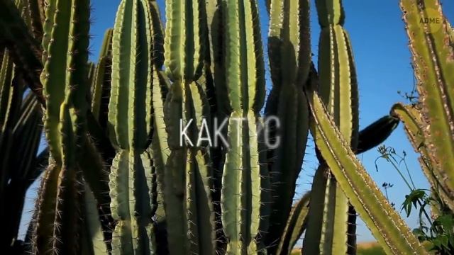 Что будет, если поесть заплесневелый сыр? смотреть онлайн