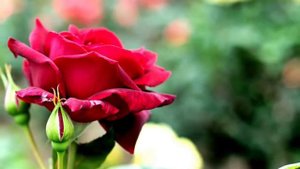 Autumn Rose - Ernesto Cortazar
