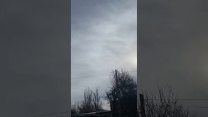 Агасиевские бойные голуби Николая Буглова в Ростовской области.