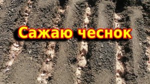 Я посадила озимый чеснок