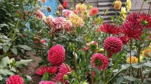 выкапывание георгин осенью