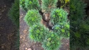 Сосна обыкновенная Грин Пингвин.