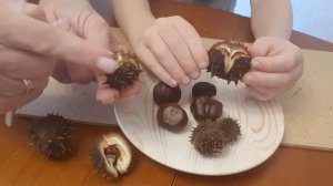 Плоды конского каштана