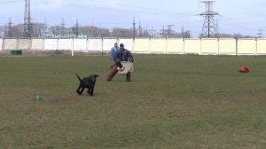 Аргумент Черная Кобра видео №2, соревнования по программе "Відсіч" (04.04.2015г.)