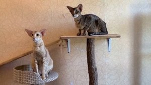 Ориентальная короткошёрстная кошка. Всё о породе.